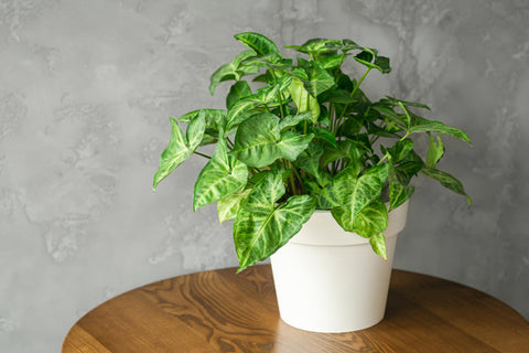 Tout savoir sur l'arrosage du pothos pour une plante en pleine forme