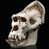 Crâne de singe
